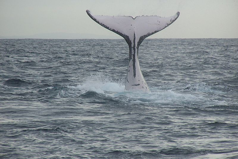 800px-Humpback_whale_fluke_(1).jpg