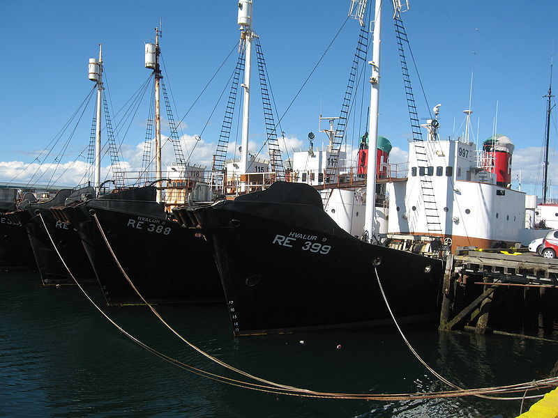 800px-Icelandic whalers 08(C) Wurzeller - Wikipedia Creative Commons.jpg