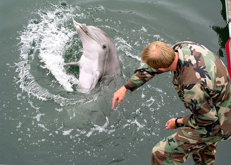 800px-Military-trained-dolphin.jpg