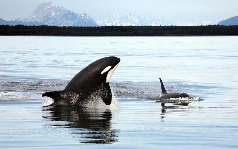 800px-Orca_Alaska.jpg