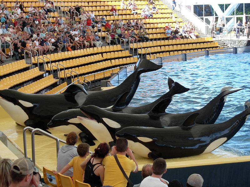 800px-Orcas_at_Loro_Parque_08_(C)_Piotrus.jpg