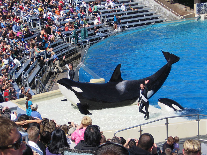 800px-Orcas_at_SeaWorld_show.jpg