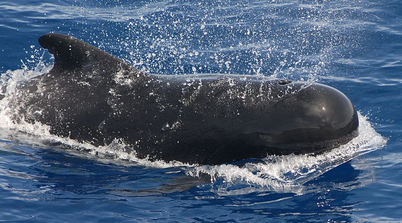 800px-Pilot_whale.jpg