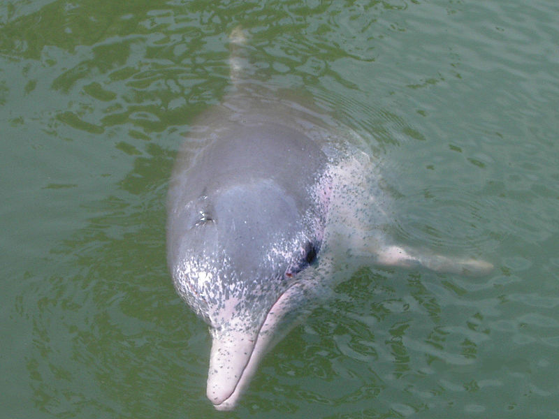 800px-Pink_Dolphin.JPG