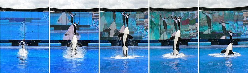 800px-SeaWorldORL-1d.jpg