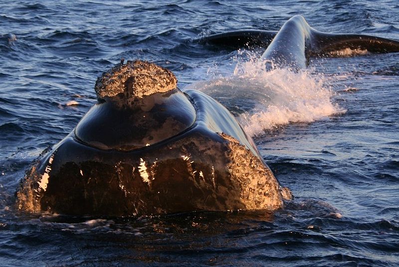 800px-Southern_right_whale2.jpg