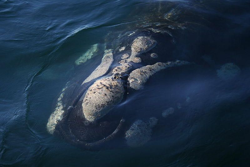 800px-Southern_right_whale8.jpg