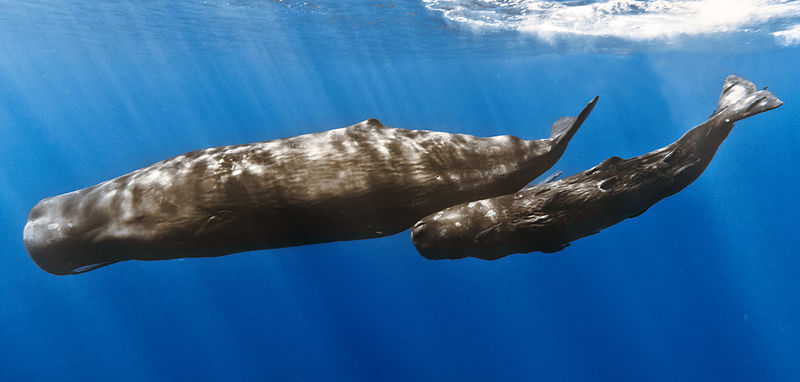 800px-Sperm_whale_mother_with_calf.jpg