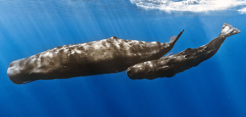 Cachalot et son petit - (C) Gabriel Barathieu / Réunion Underwater Photography 800px-Sperm_whale_mother_with_calf.jpg