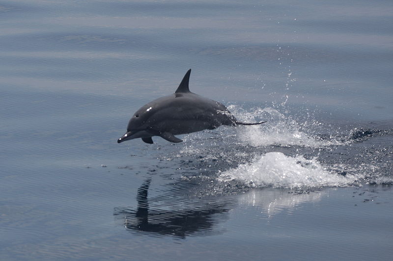 800px-Spinner_dolphin_jumping.JPG