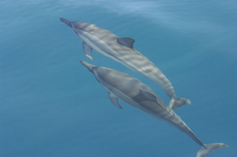 800px-Spinner_dolphins.jpg