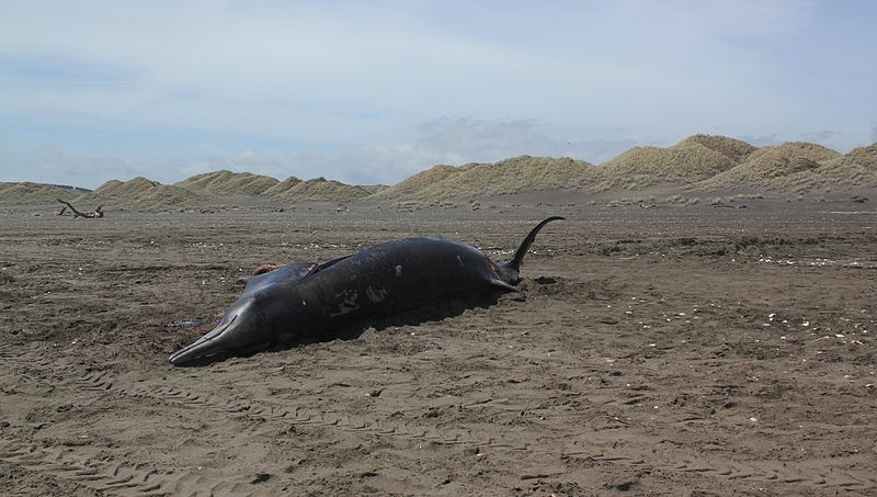 800px-Stranded_Grays_beaked_whale.jpg