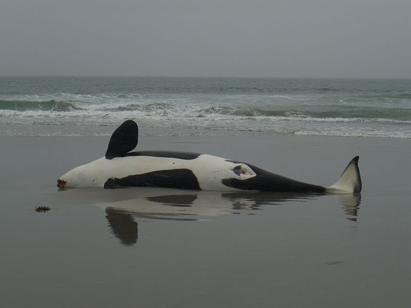 800px-Stranded_Orca.jpg