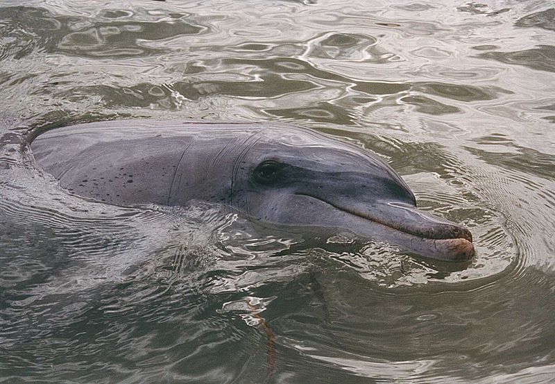 800px-Tursiops_monkey_mia_2.jpg