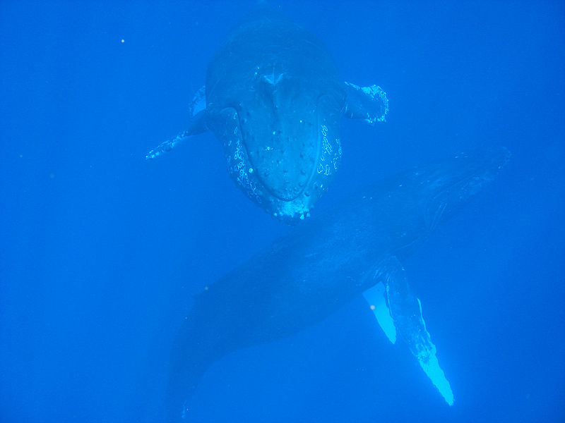 800px-Two_Whales_Up-Close.jpg