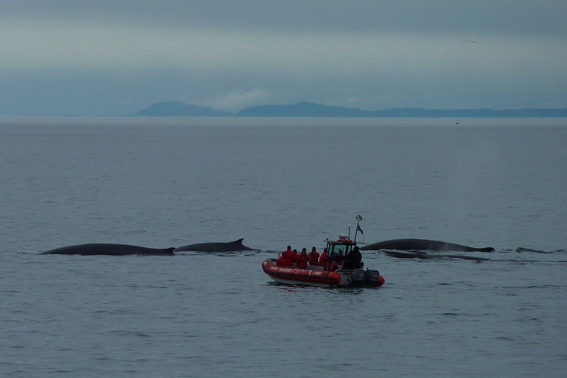 800px-Whale_watching_Tadoussac_11.jpg