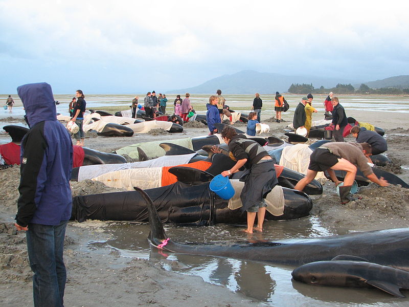 800px-Whales_on_beach,_Farewell_Split,_South_Island,_New_Zealand 22 01 14.JPG