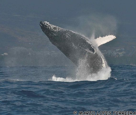 984-Baleines_St_Gilles_le_250911_HD11_copyright.jpg