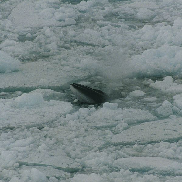 599px-Minke_whale_in_ross_sea.jpg