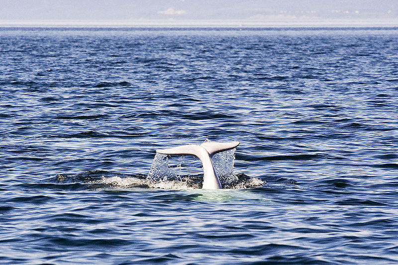 800px-Beluga_Whale_Tadoussac_Quebec_Canada (C)Luca_Galuzzi_2005.jpg