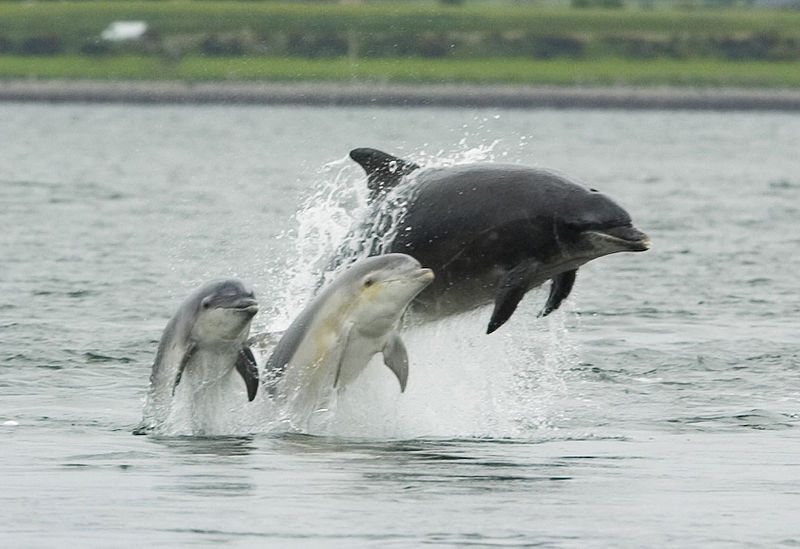 800px-Bottlenose_dolphin_with_young.JPG