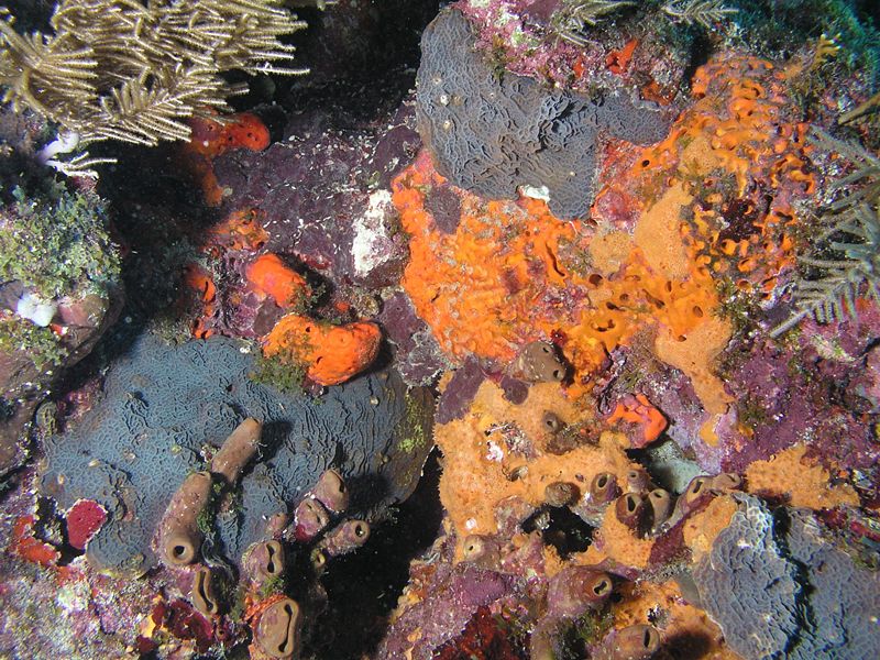 800px-Coral_Encrusting_Sponge.jpg