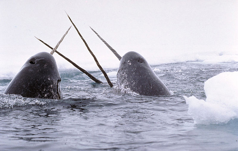 800px-Narwhals_breach 26 01.jpg