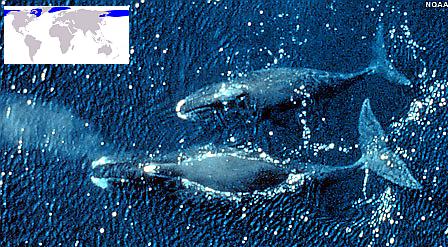 Baleine du groenland.jpg