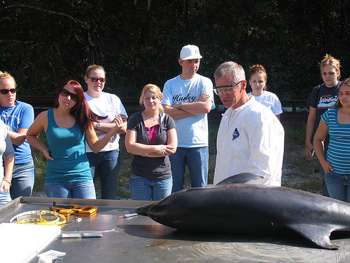 Bottlenose dolphin necropsy (C) usoceangov-FLickr.jpg