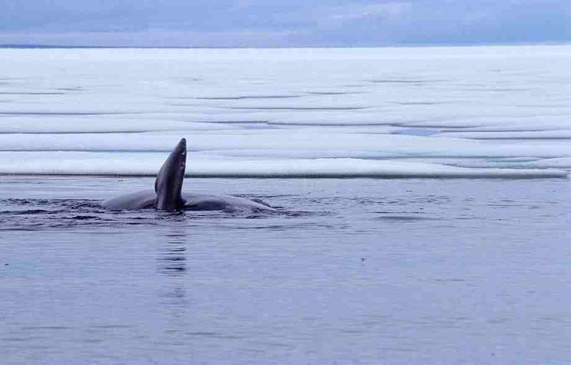 Bowhead whale -Foxe Basin- Canada (C) Ansgar Walk.jpg