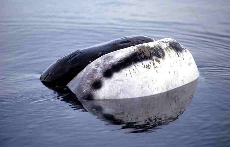 Bowhead whale -Foxe Basin- Nunavut-Canada- (C) Ansgar Walk.jpg