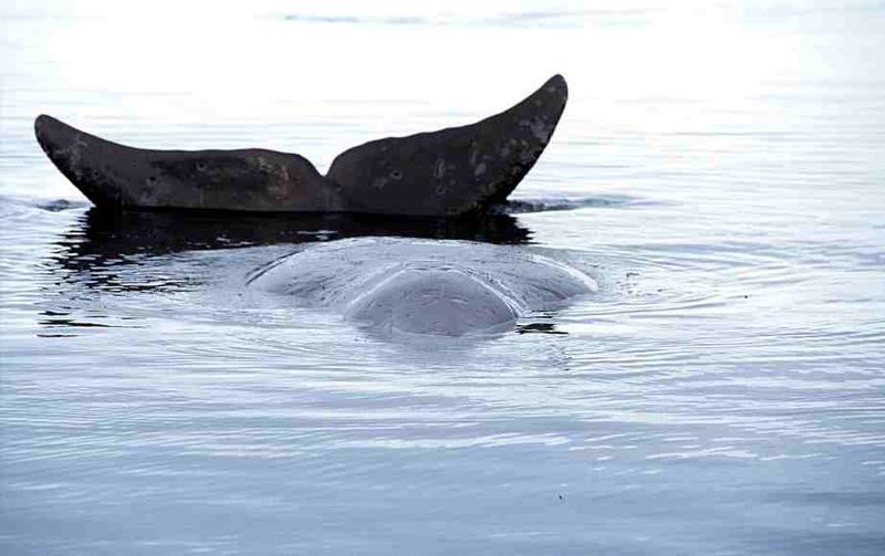 Bowhead whale -Foxe Basin- Nunavut-Canada--- (C) Ansgar Walk.jpg