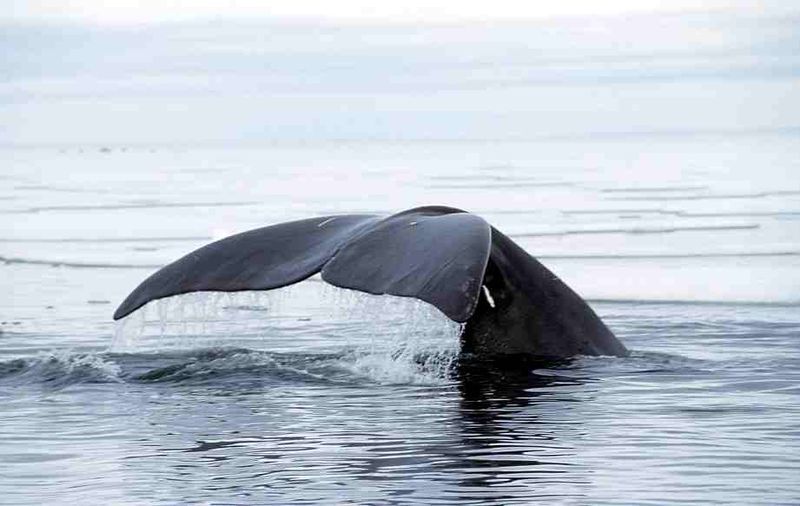 Bowhead whale -Foxe Basin-- Fluke- Canada (C) Ansgar Walk.jpg