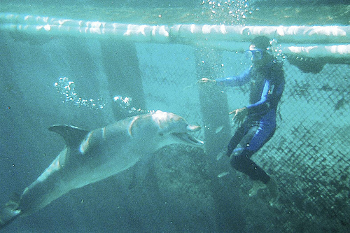 Cozumel dolphin- (C) Eschipul-flickr.jpg