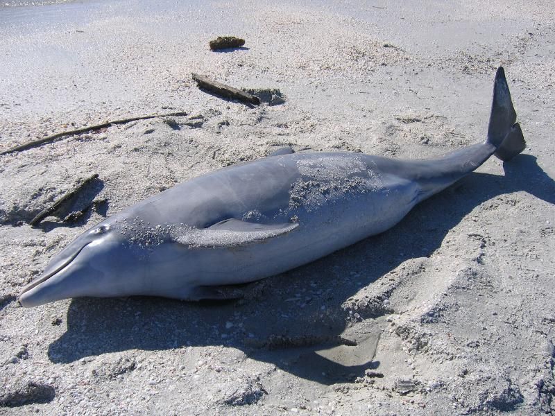 Dead dolphin (C)Webshots_com 0902.jpg