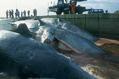 Dead stranded whales (C) N_I_B_Flickr.jpg