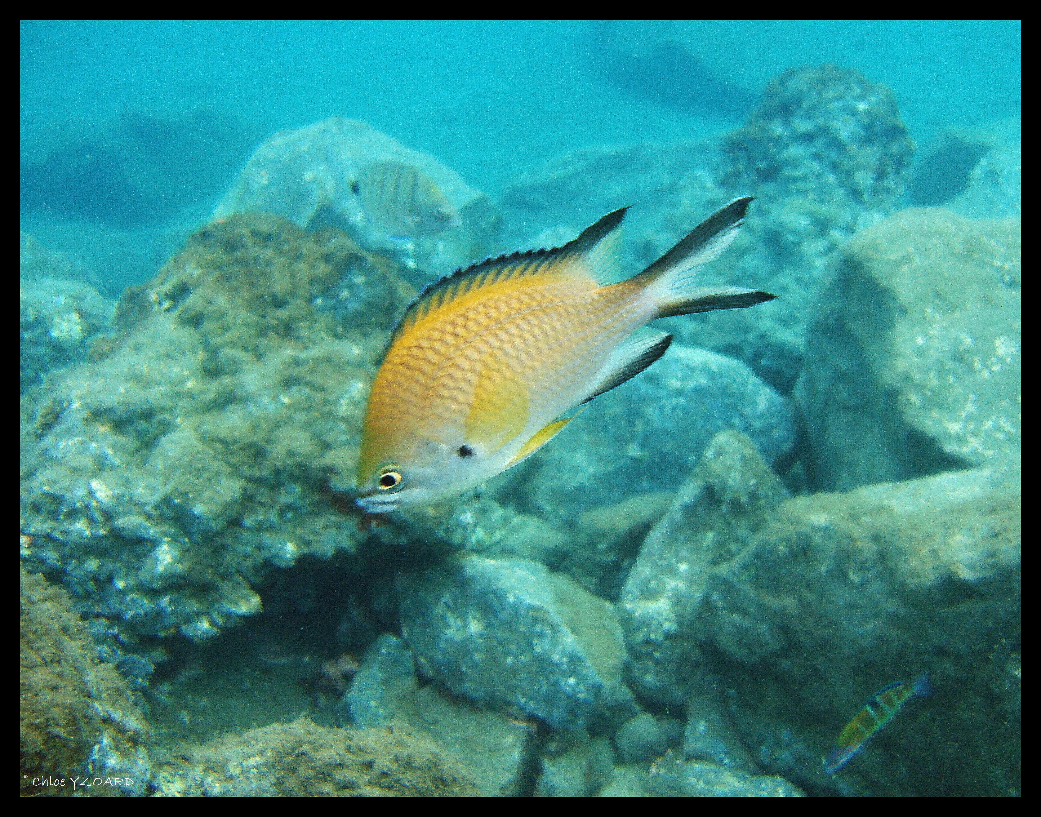 Demoiselle jaune - Chromis limbata.jpg