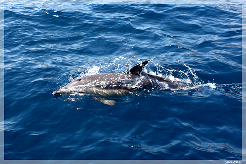 Dolphin (C) Yeray Diaz-FLickr.jpg
