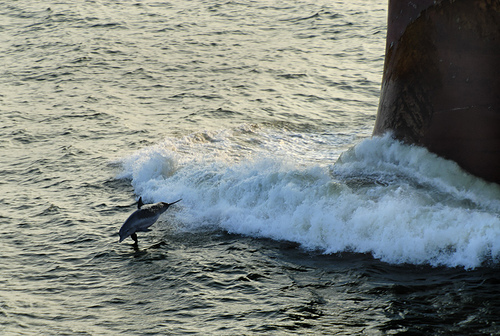 Dolphin--------boat --(C) oneeighteen_Flickr.jpg