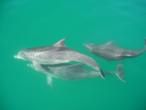 Dolphins-- (C) steven and darusha-Flickr.jpg