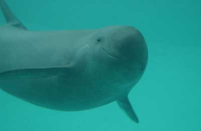 FinlessPorpoise3--- (C) Alessio Marrucci.jpg