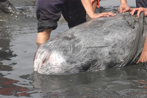 Grampus -2006 (C) Changhua Coast Conservation Action_Flickr.jpg