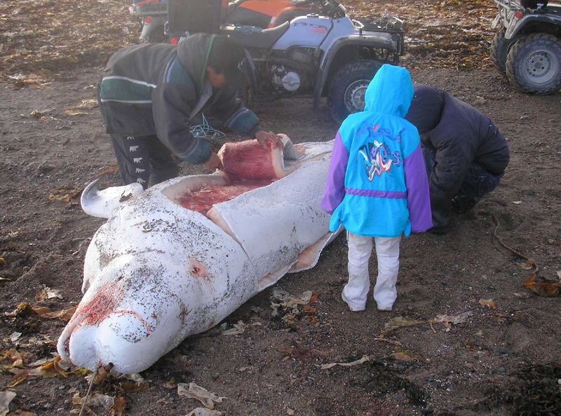 Hudson bay-Subsistence whaling-2007 (C) Polargeo_Wikidepia Creative Commons.jpg