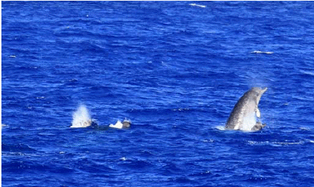 Indopacetus pacificus (C) NOAA.jpg