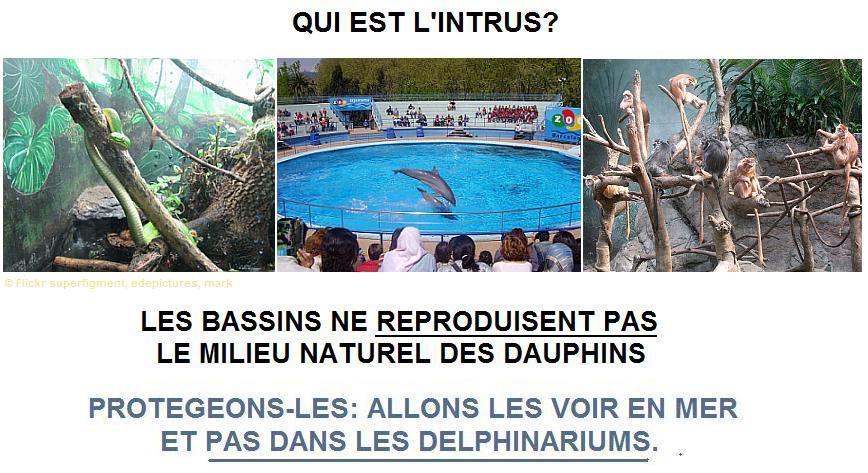 Intrus - Le b assin ne reproduit pas habitat 2.jpg