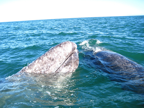 Mother calf-Baja California (C) nbonzey-flickr.jpg