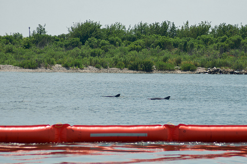 Dauphins et nappe de pétrole - (C) golden goat_FLick