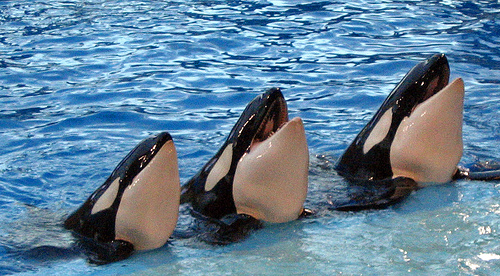 Orcas (C) Muffinman71xx_FLickr 06 10.jpg