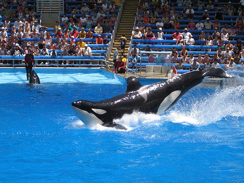 Sea World San Antonio (C) Gary & Ginger Hornstien_Flickr.jpg