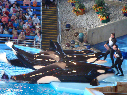 Sea World San Antonio - 18_03_09 (C) C_Harvey_Flickr.jpg